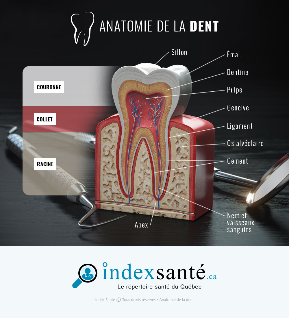 Anatomie de la dent (infographie)
