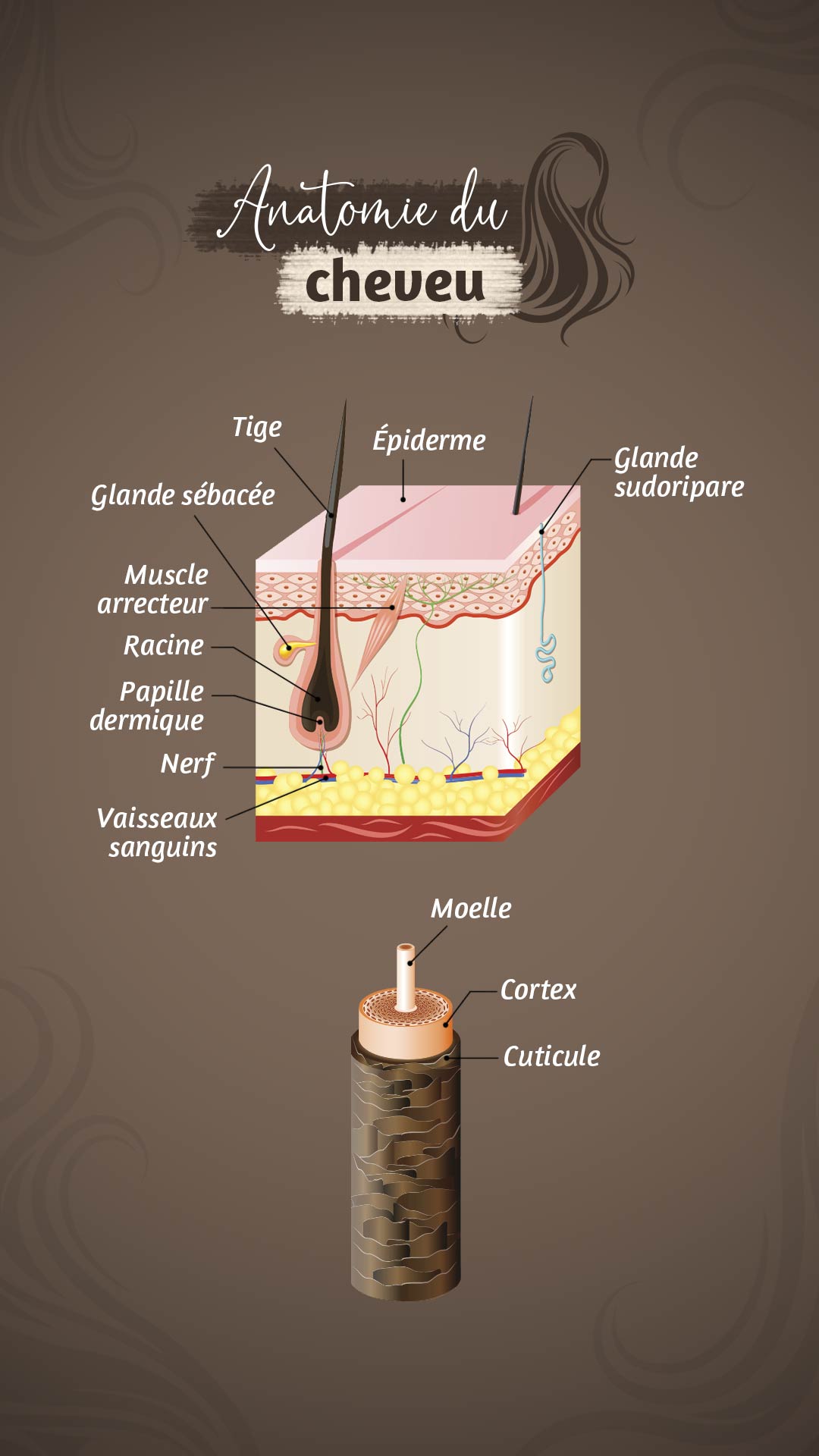 Anatomie du cheveu (infographie)