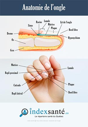 Anatomie de l'ongle