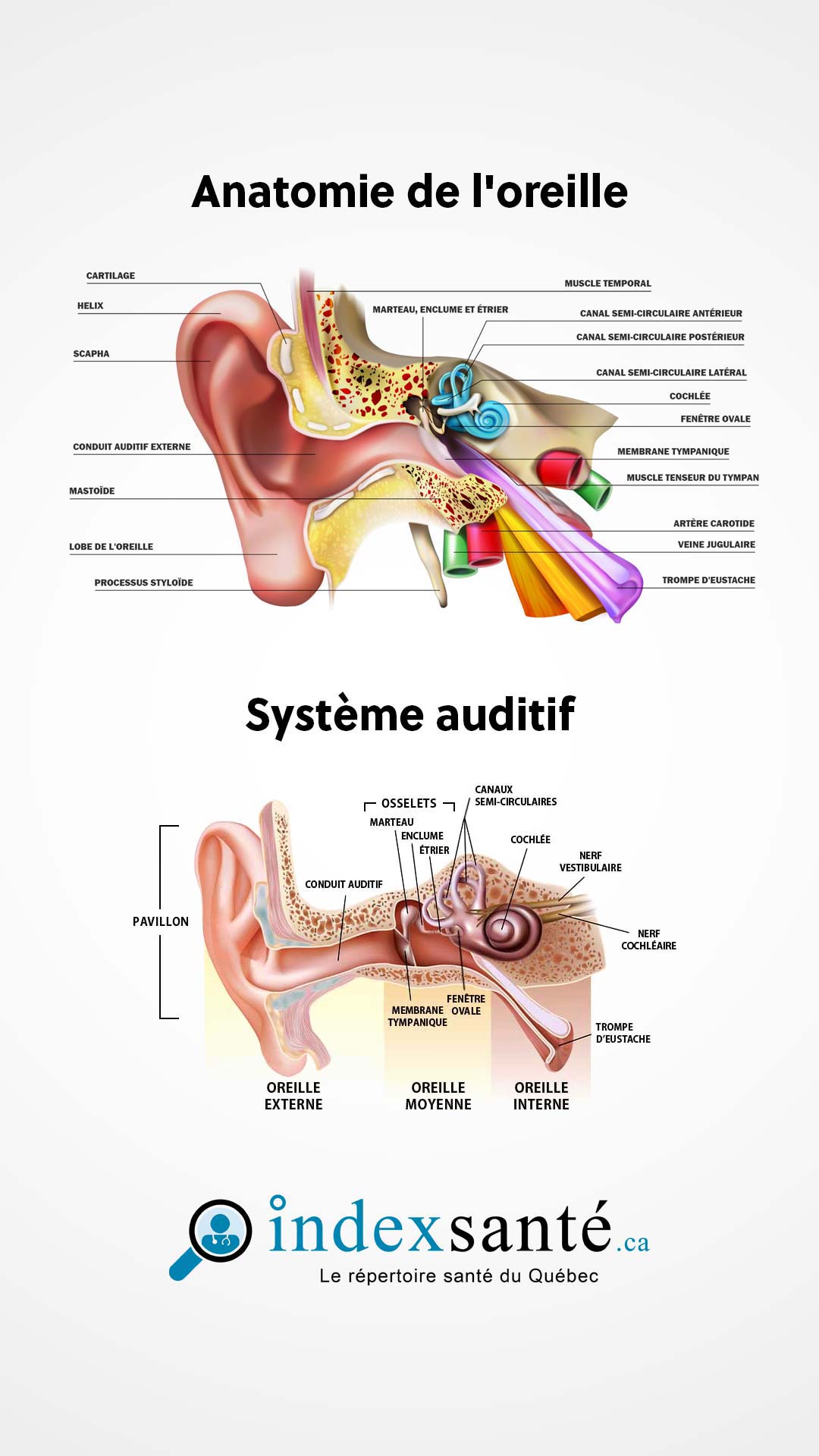 Anatomie de l'oreille