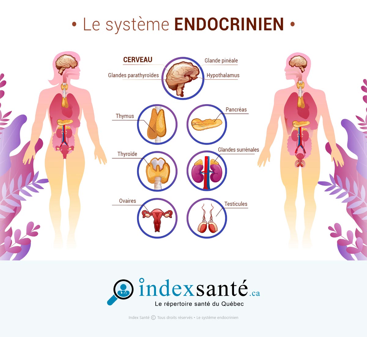Le système endocrinien (infographie)