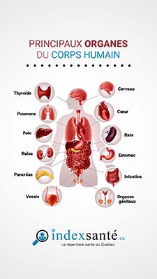 Les principaux organes du corps humain